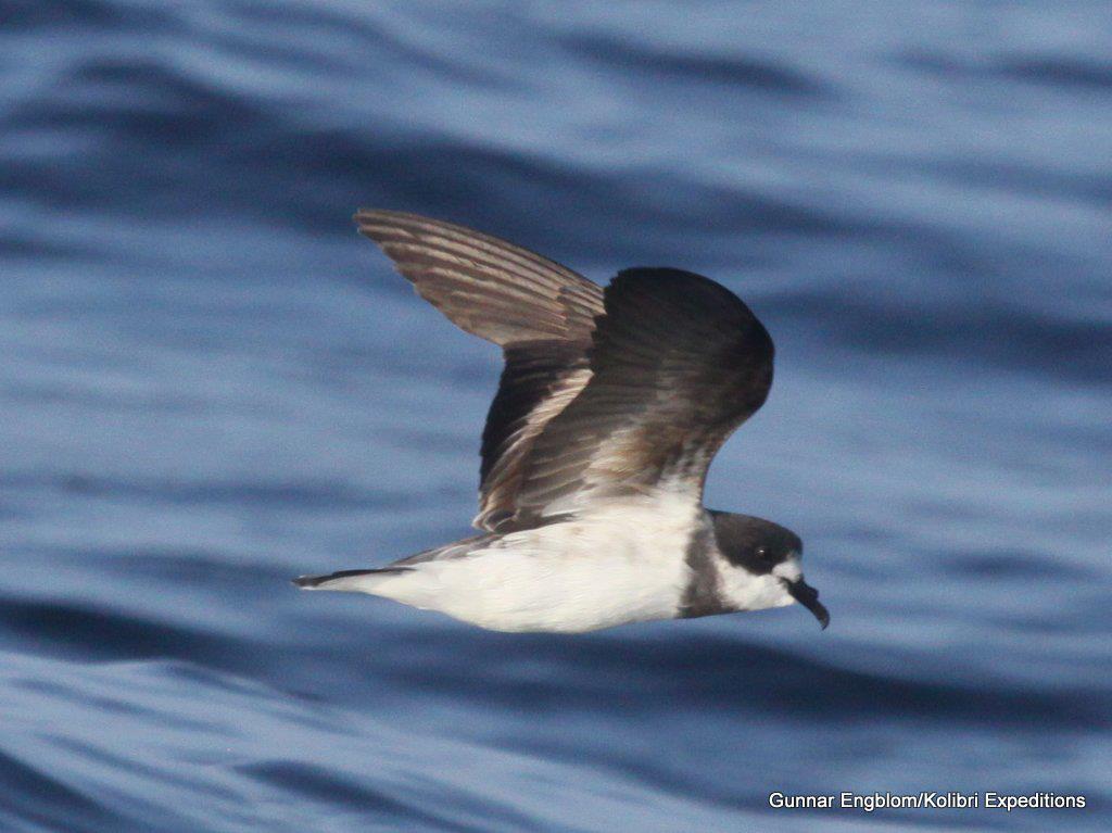 Ringed Storm-Petrel (Hornby?s) Oceanodroma hornbyi